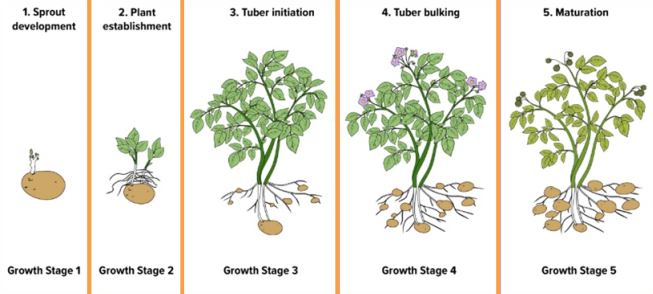 Understanding Potato Plant Growth Stages In Namibia - 2024 Easy Guide